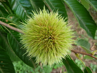 まだ青い栗の実(山形県)