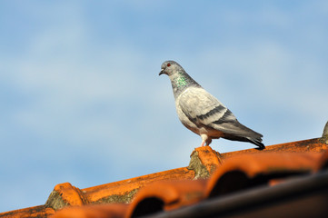 Feral domestic rock pigeon perched on a roof