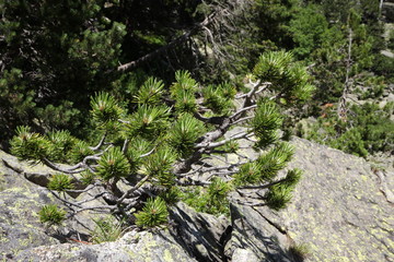 Bonsai de pin à crochet, Pinus uncinata