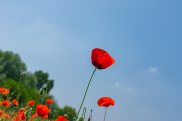 Wild red poppy against blue cloudless sky in May
