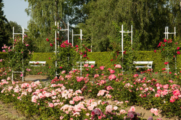 Colorful Blossom roses in garden