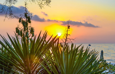 Dawn on the sea. Scrub (Yucca) closeup on a background of the rising sun. Greece