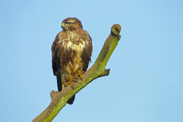 Buzzard Buteo buteo perched on dead oak branch against a blue-sky