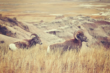 Bighorn Sheep pair in grass, color toned picture, Badlands National Park, South Dakota, USA.