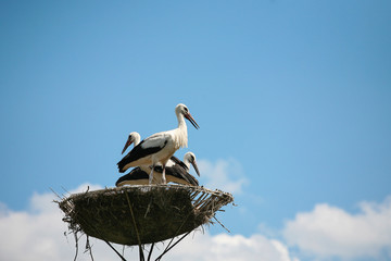 three storks in the nest