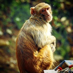 Indan monkey