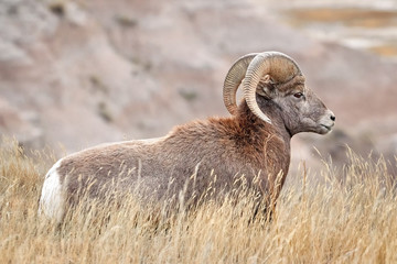 Obraz premium Bighorn Sheep with large curving horns in Badlands National Park, South Dakota, USA.