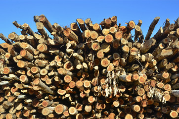 Troncos de árbol talados