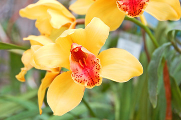 Yellow orchid flower
