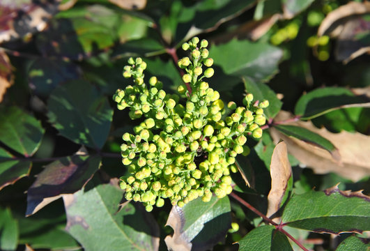 Winterberry (Mahonia aquifolium)