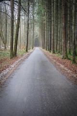Fototapeta premium Einsame Straße durch einen Wald im Herbst