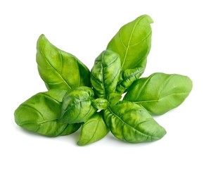 Basil leaves isolated.