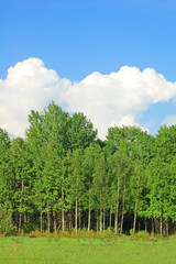 Obraz premium Spring birch tree