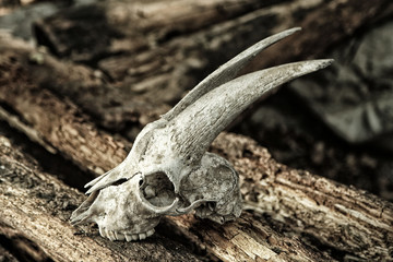 The skull of a goat on rotting logs