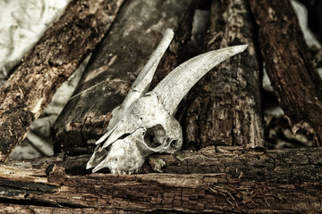 The skull of a goat on rotting logs