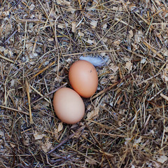 Eggs on nature background