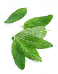 Sage photos, royalty-free images, graphics, vectors & videos | Adobe Stock