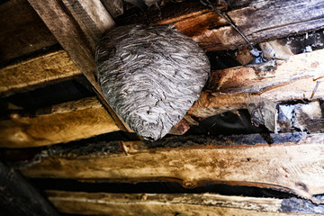 Big wasp nest in the attic of a country house