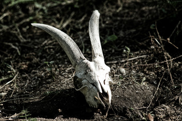 The skull of a goat lying on the ground