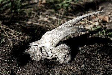 The skull of a goat lying on the ground