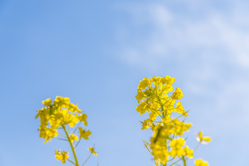 菜の花