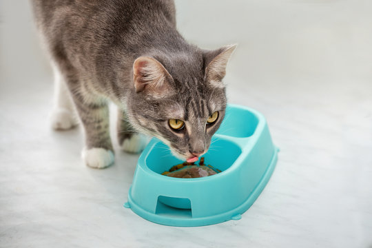 Gray domestic cat eating food in a bowl