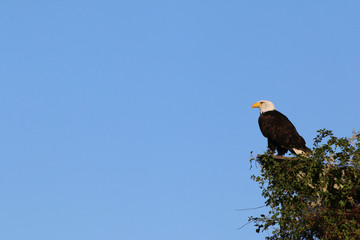 Wei&szlig;kopfseeadler
