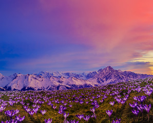 Blossom carpet of violet crocuses flowers in the mountains at sunrise.