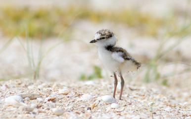 Little ringed plover (Charadrius dubius) chick just out of the egg exploring the world around its nest in the sea sand © Alexey