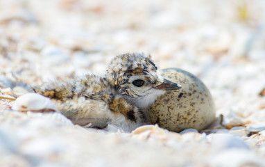 Little ringed plover (Charadrius dubius) chick and egg in the nest