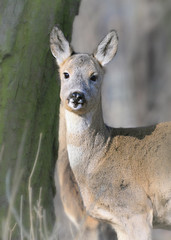 Sarna © arek0michalak