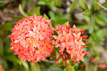 Fototapeta premium Spike flower. Red spike flower in garden