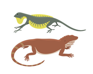 Different kind of lizard reptile isolated vector illustration.