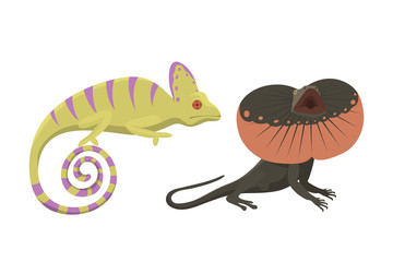 Different kind of lizard reptile isolated vector illustration.