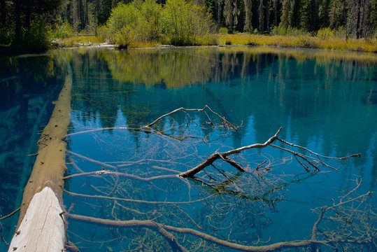 A log in the clear blue water of the spring fed Little Crater Lake near Mt. Hood, during late summer in Oregon