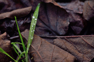 Wassertropfen auf Gras mit vertrockneten Blättern