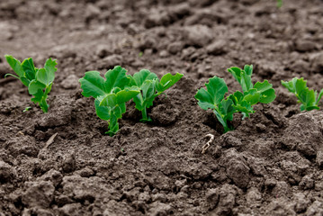 Sugar pea sprout in garden.