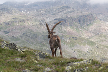 Alpine Ibex in Italian Alps