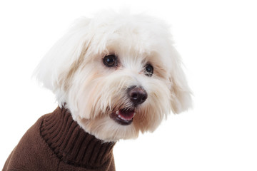 shocked bichon puppy dog wearing clothes looks to side