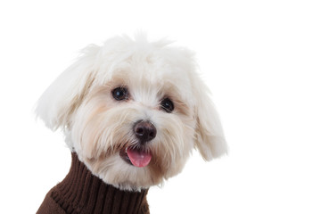 closeup picture of a funny bichon puppy with tongue exposed