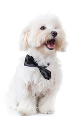 side view of a happy young bichon puppy