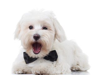 excited bichon puppy is barking