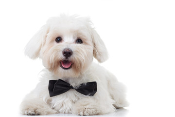 panting white bichon puppy wearing bowtie