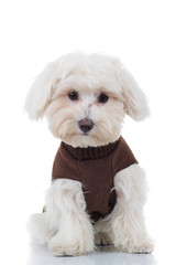 surprised bichon puppy sitting