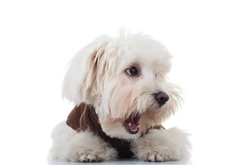amazed bichon puppy dog looks to side with mouth open