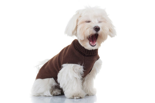 bichon puppy dog wearing clothes is screaming