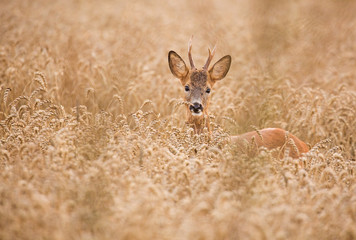 Roe deer (Capreolus capreolus)