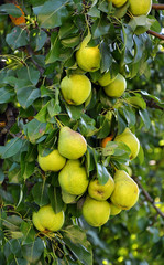On a tree branch colony ripe pears yellow
