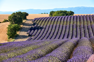 Fototapeta na wymiar lavender field in Provence