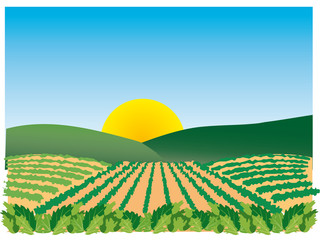 Obraz na płótnie Canvas Agricultural landscape_001